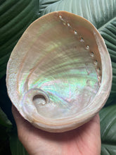 Load image into Gallery viewer, Abalone Shell