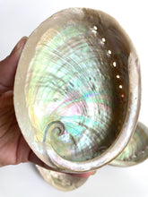 Load image into Gallery viewer, Natural Sustainable Abalone shell Sydney crystal shop cleansing rituals water element smoke ceremony