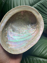 Load image into Gallery viewer, Abalone Shell