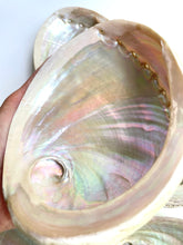 Load image into Gallery viewer, Natural Sustainable Abalone shell Sydney crystal shop cleansing rituals water element smoke ceremony