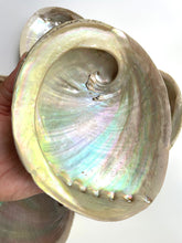 Load image into Gallery viewer, Natural Sustainable Abalone shell Sydney crystal shop cleansing rituals water element smoke ceremony