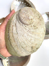 Load image into Gallery viewer, Natural Sustainable Abalone shell Sydney crystal shop cleansing rituals water element smoke ceremony