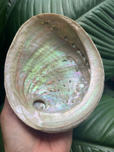 Load image into Gallery viewer, Abalone Shell