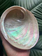 Load image into Gallery viewer, Abalone Shell
