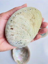 Load image into Gallery viewer, Natural Sustainable Abalone shell Sydney crystal shop cleansing rituals water element smoke ceremony