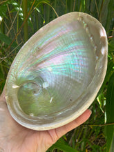 Load image into Gallery viewer, Abalone Shell