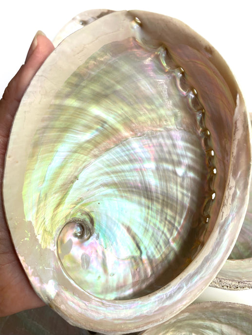 Natural Sustainable Abalone shell Sydney crystal shop cleansing rituals water element smoke ceremony